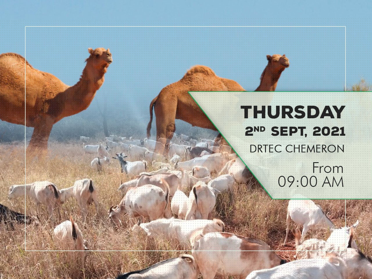 SALE OF LIVESTOCK (CAMELS & GOATS) AT DRTEC CHEMERON