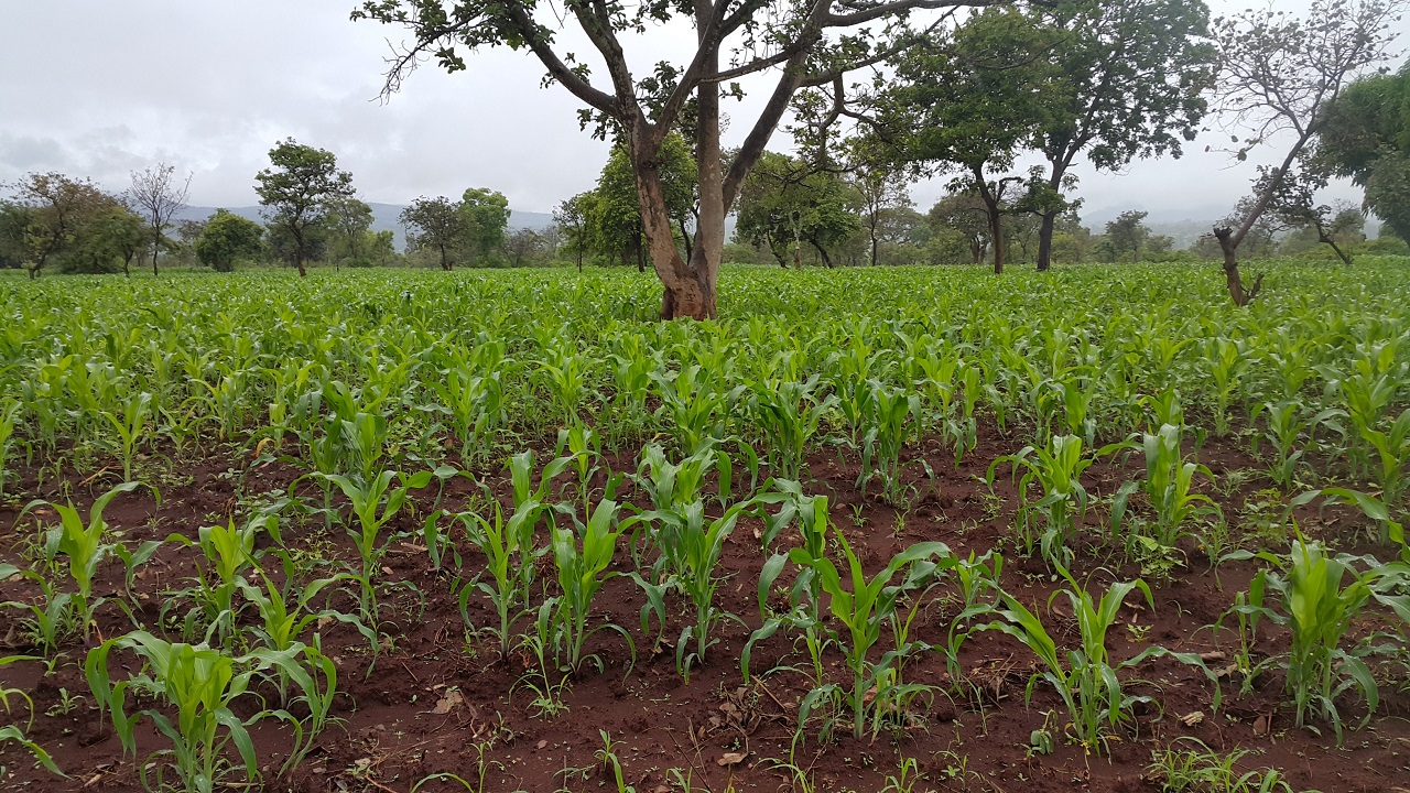  Maize-legume cropping system: Insights from Smallholder Farmers in Kenya.