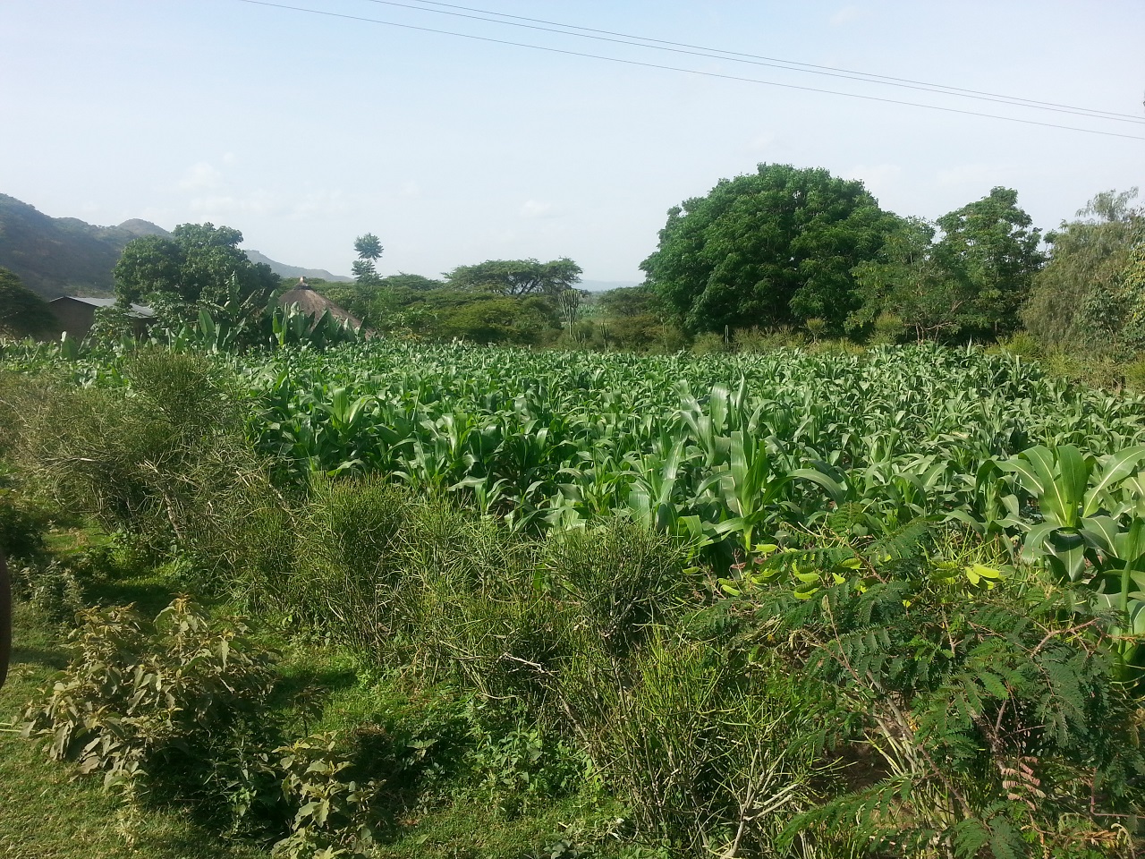  Maize-legume cropping system: Insights from Smallholder Farmers in Kenya.
