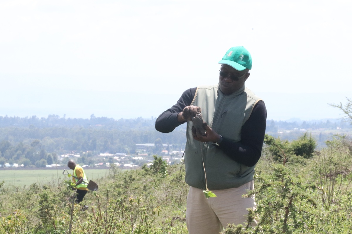 prof aduda planring trees