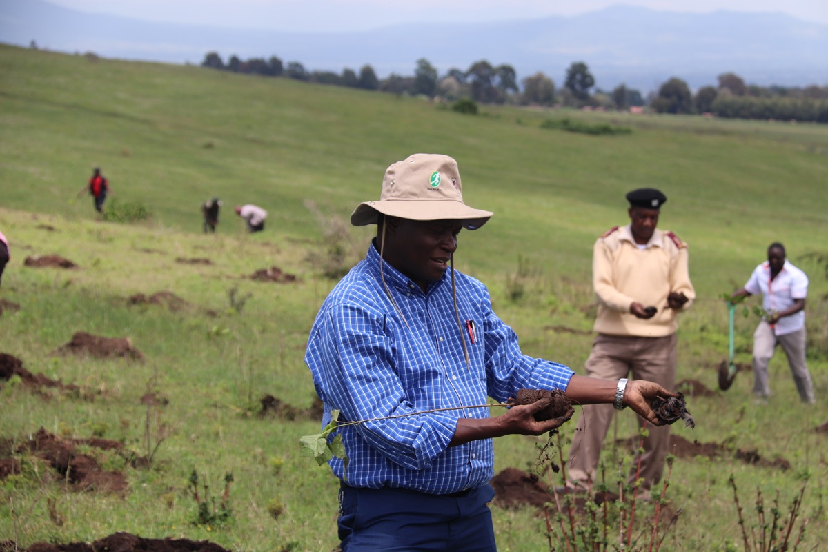 prof mulwa dvc planting trees