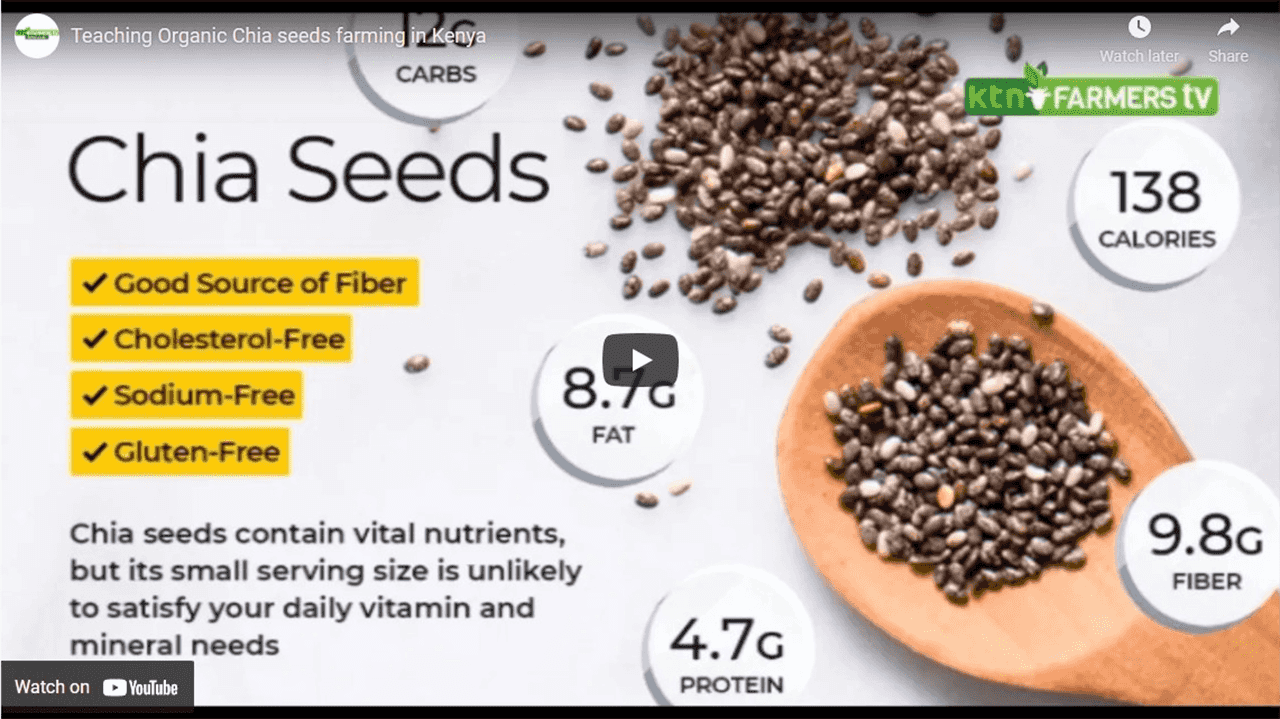 Teaching Organic Chia seeds farming in Kenya
