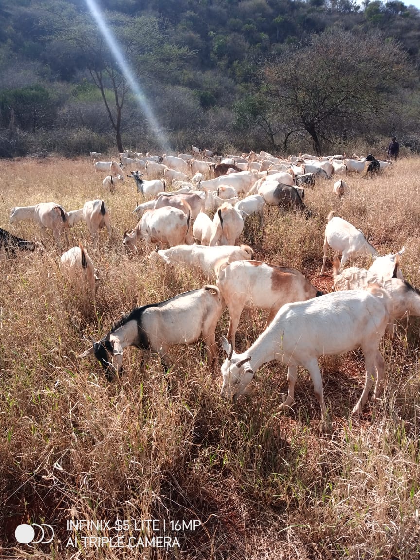 DRTEC Enhances Biodiversity Conservation in the Lake Bogoria Landscape