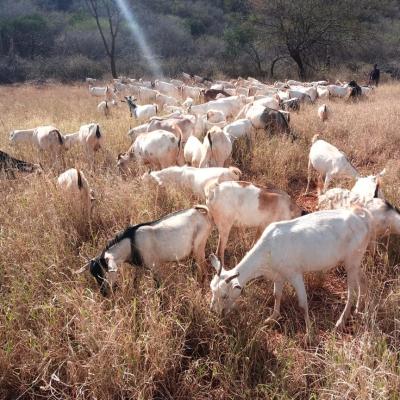 DRTEC Enhances Biodiversity Conservation in the Lake Bogoria Landscape