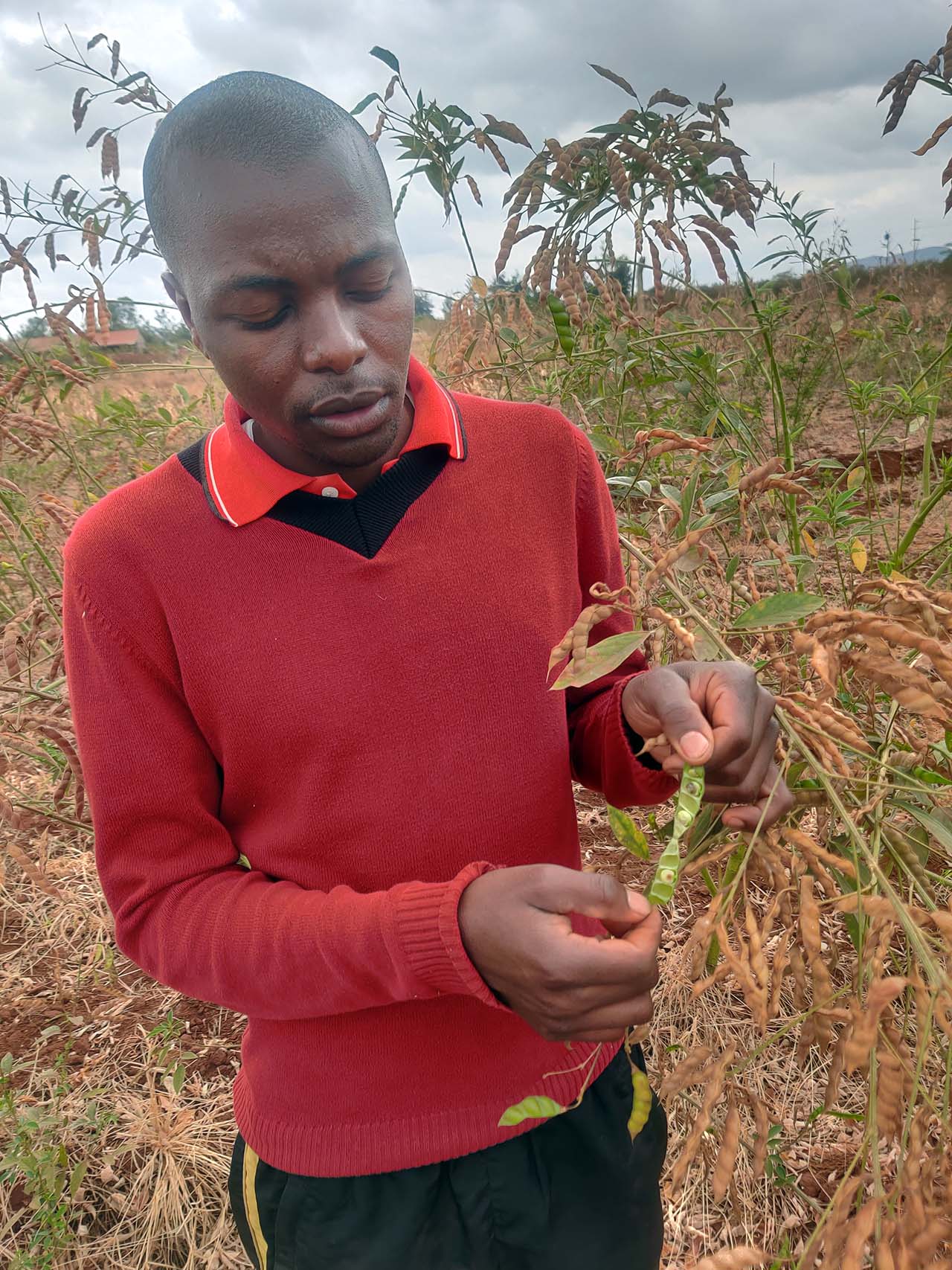 Egerton University at the forefront of Boosting Pigeon Pea farming in Makueni County