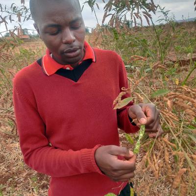 Pigeon Pea farming in Makueni County