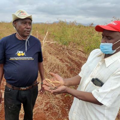 Pigeon Pea farming in Makueni County