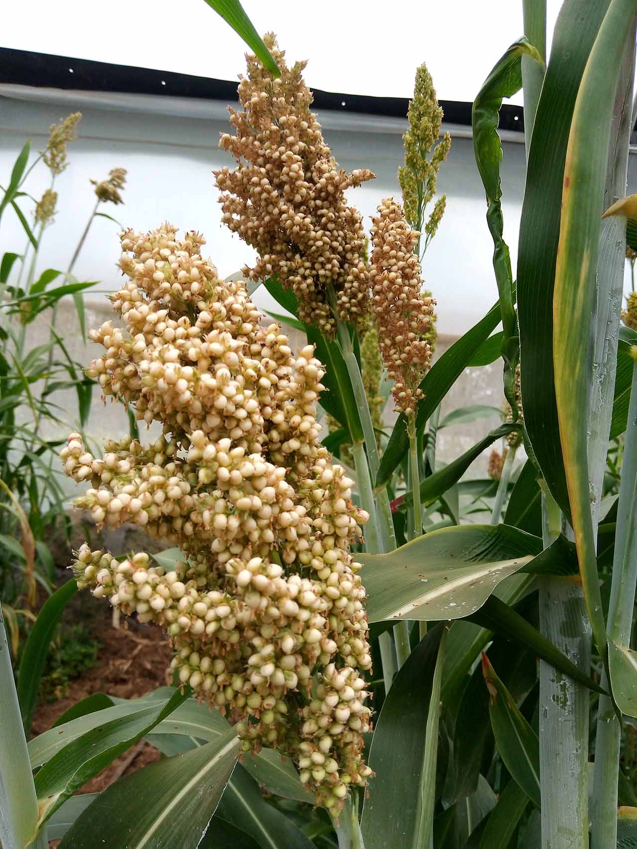 EUSH 1 Hybrid sorghum developed in collaboration with the East African Breweries Limited  (EABL), for malting and brewing.