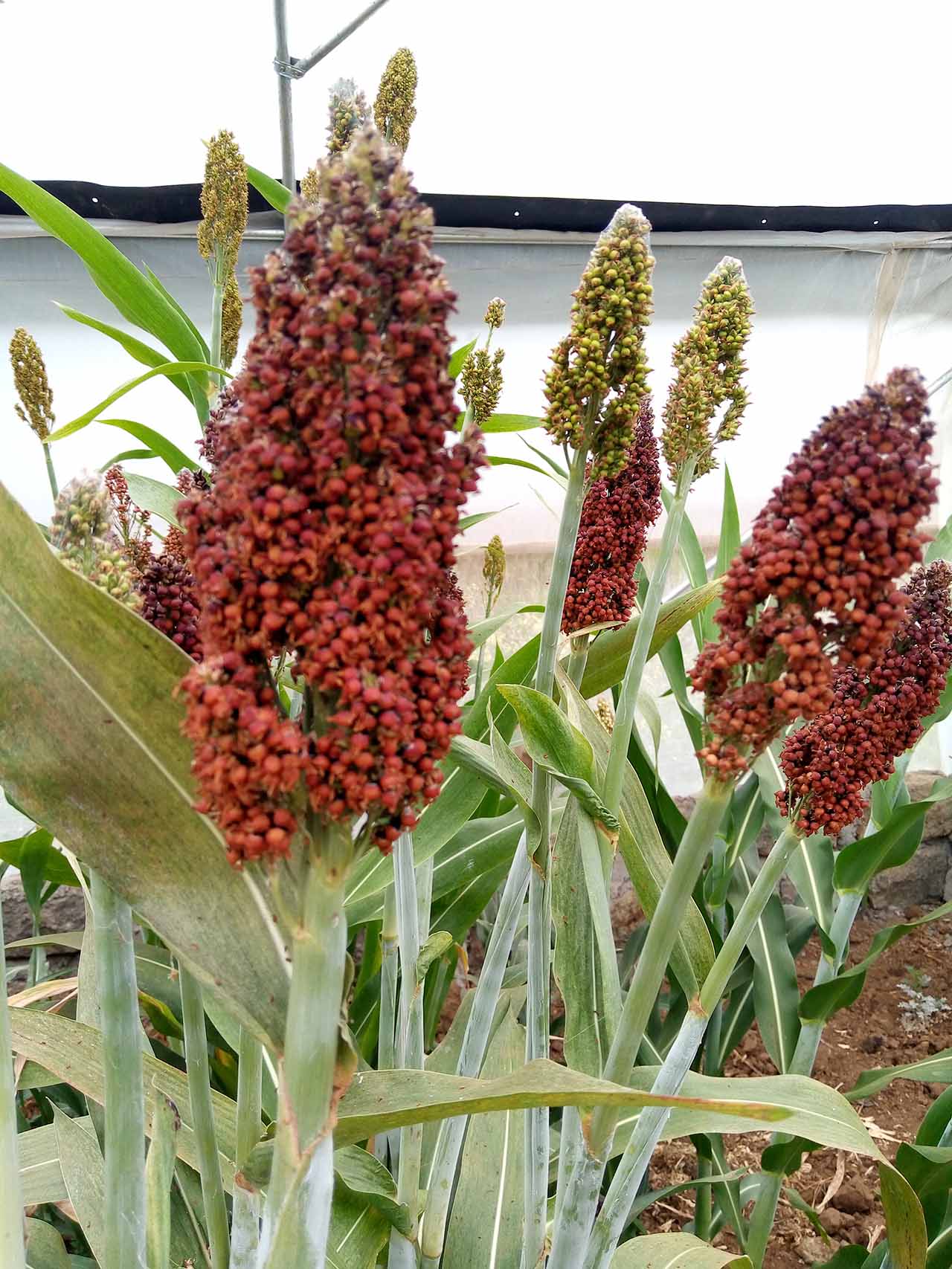 EUS 130: Cultivar ideal for baked food products.