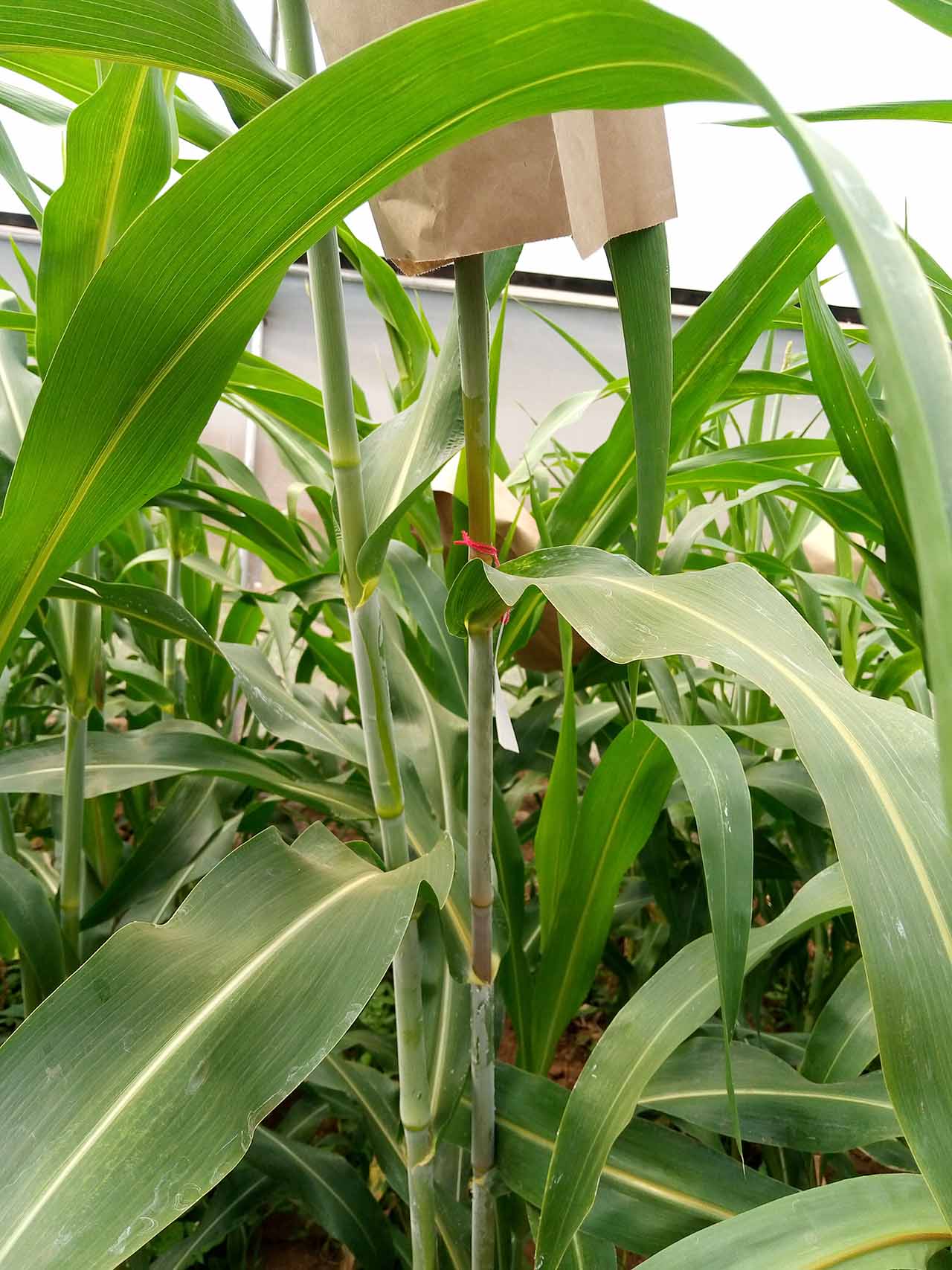 Current work: developing fodder sorghum with three traits combined – sugar-rich stalk, low lignin and stay green Segregating population at F2