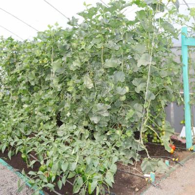 Nakuru Agricultural Show 2022 25