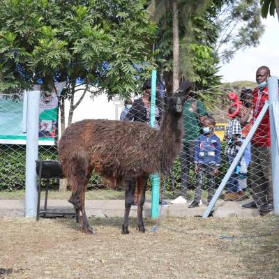 Nakuru Agricultural Show 2022 27