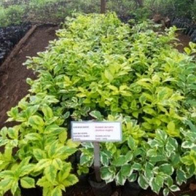 10.some Of The Tree Seedlings Found At The Tree Nursery