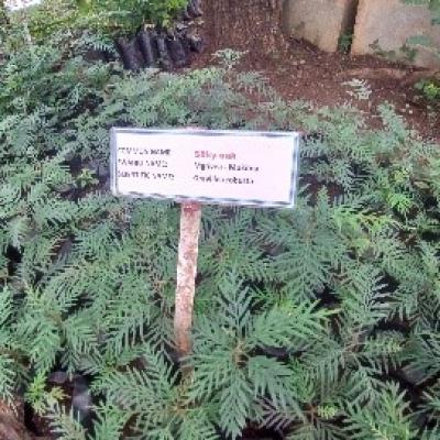 11.some Of The Tree Seedlings Found At The Tree Nursery