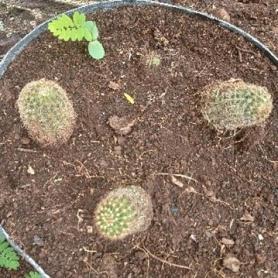 12.some Of The Tree Seedlings Found At The Tree Nursery