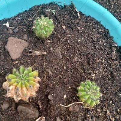 13.some Of The Tree Seedlings Found At The Tree Nursery