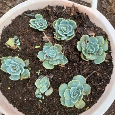 14.some Of The Tree Seedlings Found At The Tree Nursery