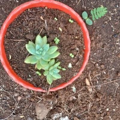 15.some Of The Tree Seedlings Found At The Tree Nursery