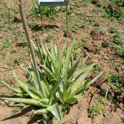 17 A Few Samples Of Aloe Species Found In Our Aloe Garden