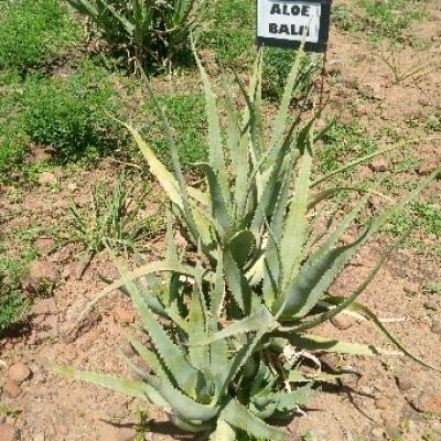 18 A Few Samples Of Aloe Species Found In Our Aloe Garden