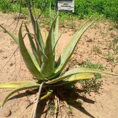 19 A Few Samples Of Aloe Species Found In Our Aloe Garden