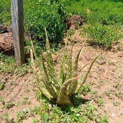 20 A Few Samples Of Aloe Species Found In Our Aloe Garden