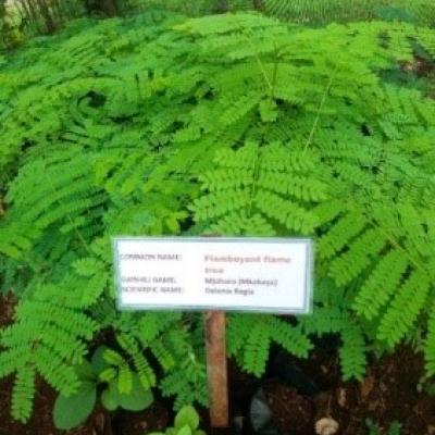 7.some Of The Tree Seedlings Found At The Tree Nursery