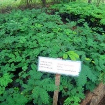 8.some Of The Tree Seedlings Found At The Tree Nursery