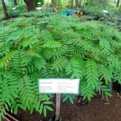 9.some Of The Tree Seedlings Found At The Tree Nursery