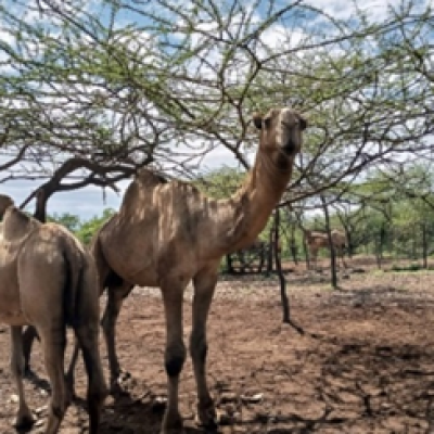 Camels At The Camel Shed