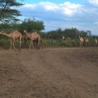Camels Walking Along The Drtec Chemeron Road