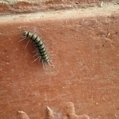 Caterpillar Specie