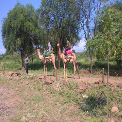 Chemeron Employees In One Of The Camel Riding Exercise