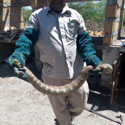 Mr Cheruiyot Holding Out The Newly Brought Rhinocerous Horned Viper