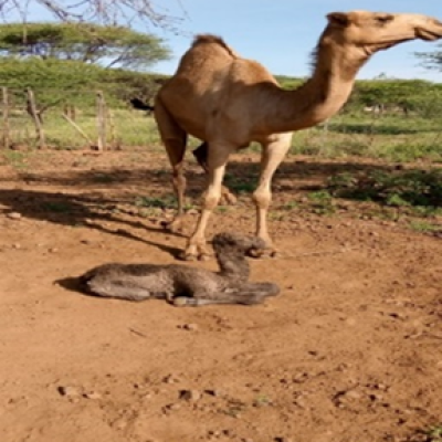 Mr. Ali Assisting A Newly Born Camel Calf Inside The Camel Shed 11