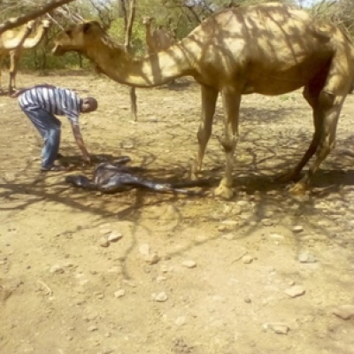 Mr. Ali Assisting A Newly Born Camel Calf Inside The Camel Shed1