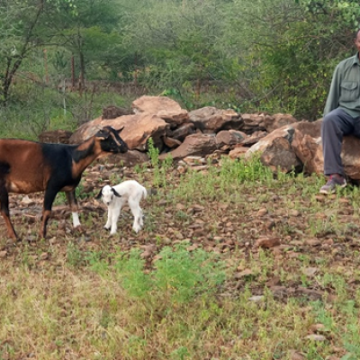 Mr. Chebii The Goat Handler Monitoring The Birth Of New Born Kid1