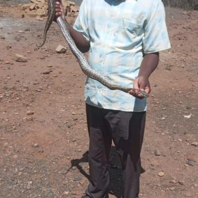 Mr. Cheruiyot And Mr. Kimitei Showcasing The Length Of The African Rock Python In Chemeron