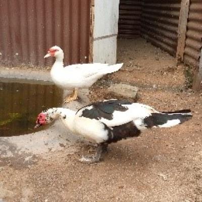 Muscovy Ducks 1