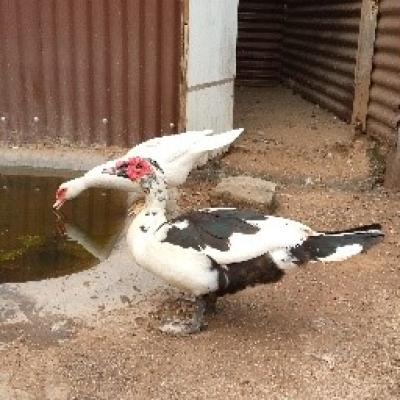 Muscovy Ducks