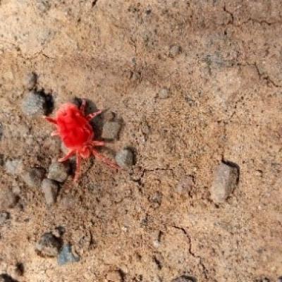 The Red Velvet Mite