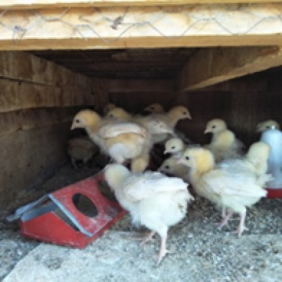 The Young Chicks Reared For Snakes And The Monitor Lizards